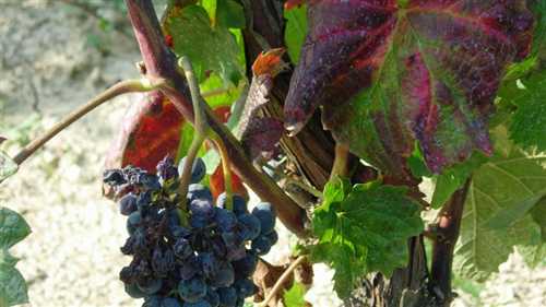 Lotta alla flavescenza dorata della vite